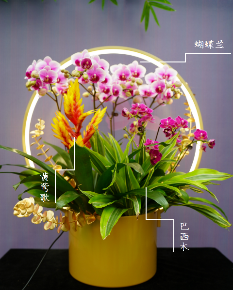 西安綠植租賃年宵花|西安嘉禾苗圃