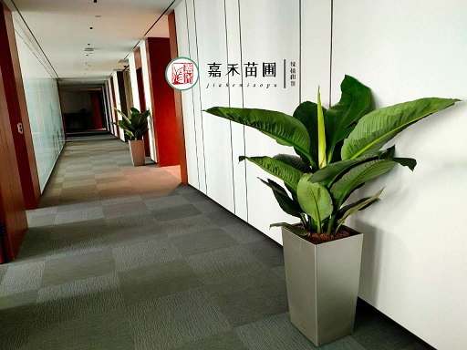 西安辦公室綠植租賃企業(yè)|西安嘉禾苗圃