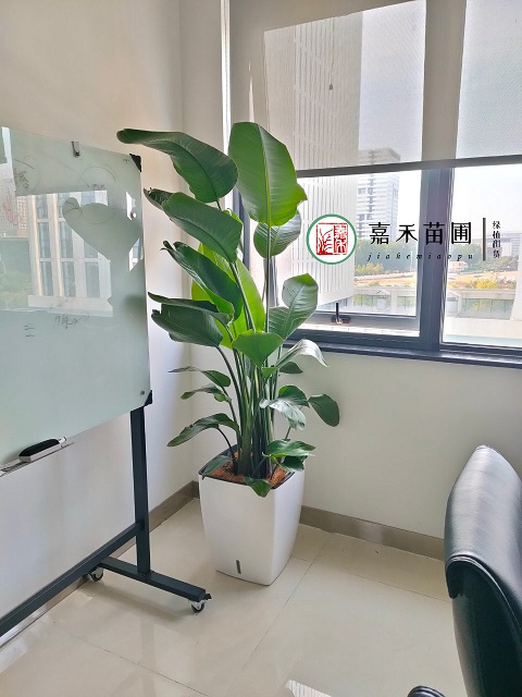 西安辦公室綠植租賃電話|15202909185