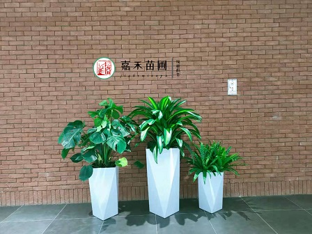 辦公室衛(wèi)生間綠植租賃|西安嘉禾苗圃