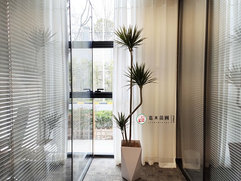 大型辦公室綠植租賃|西安嘉禾苗圃