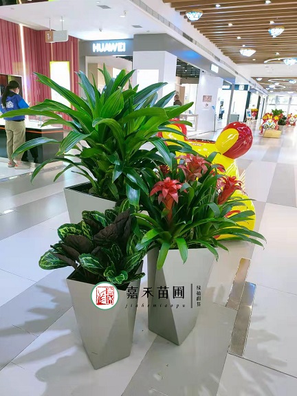 花卉綠植租擺方案|西安嘉禾苗圃