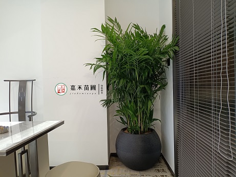 花卉綠植租賃植物擺放|西安嘉禾苗圃