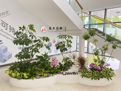 辦公樓大堂綠植租賃方案|西安嘉禾苗圃