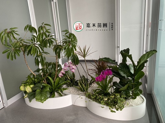 西安辦公室綠植租賃植物|西安嘉禾苗圃