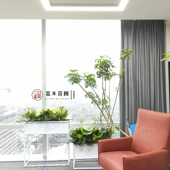 西安綠植租賃軟裝服務|西安嘉禾苗圃