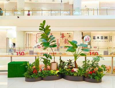 西安商場綠植花卉租賃公司|西安嘉禾苗圃