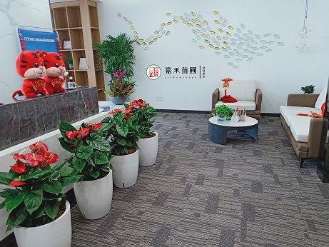 西安花卉綠植租賃哪家好|西安嘉禾苗圃