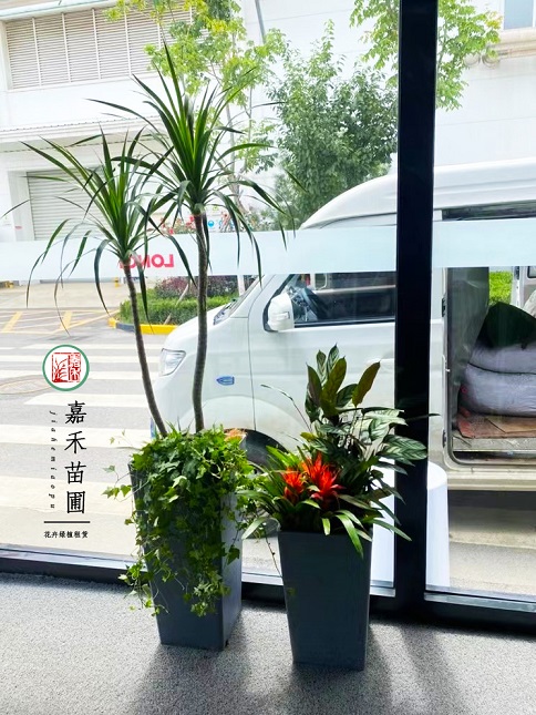 西安花卉綠植租賃電話|15202909185