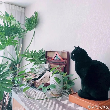 西安綠植租賃|春羽