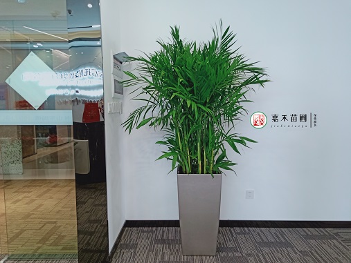 西安辦公室寫字樓花卉綠植租賃|西安嘉禾苗圃