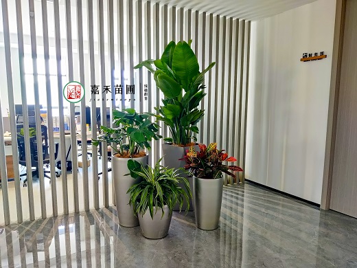 西安寫字樓綠植租擺|西安嘉禾苗圃