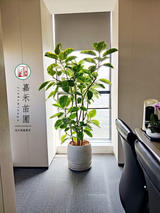 西安辦公室寫字樓綠植租賃|西安嘉禾苗圃