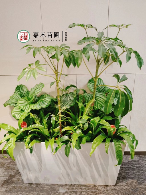 西安花卉租擺方案|西安嘉禾苗圃