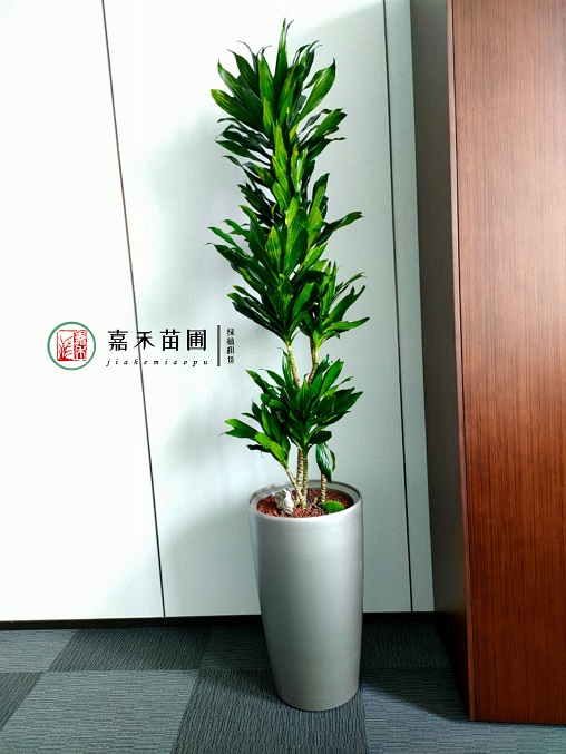 辦公室綠植租賃公司|西安嘉禾苗圃