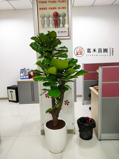 辦公室花卉綠植租賃電話|15202909185