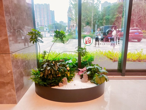 花卉租擺設(shè)計(jì)創(chuàng)新|西安嘉禾苗圃