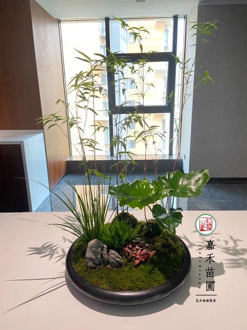 西安花卉租擺設(shè)計(jì)公司|西安嘉禾苗圃