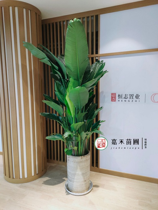 西安花卉租擺商家電話|15202909185西安嘉禾苗圃