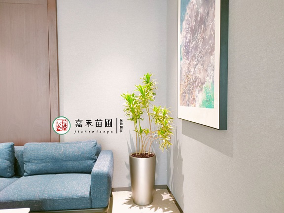 西安綠植租賃商家|西安嘉禾苗圃