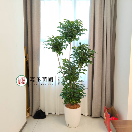 西安綠植租賃電話|15202909185西安嘉禾苗圃