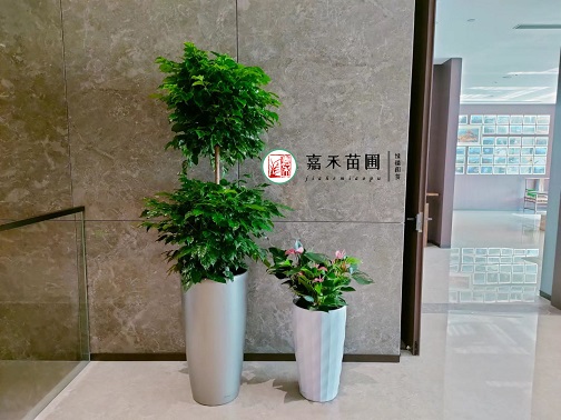 西安花卉租擺服務方案|西安嘉禾苗圃