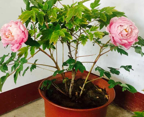 冬季養(yǎng)花|西安嘉禾苗圃