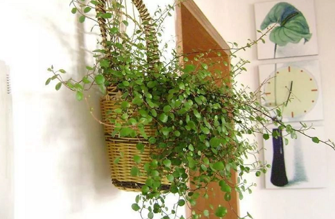 新手養(yǎng)花|西安嘉禾苗圃