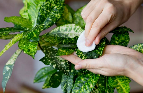 西安綠植租賃養(yǎng)花|西安嘉禾苗圃