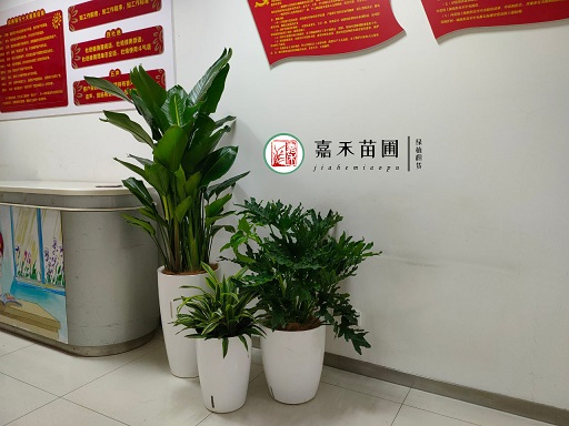 西安銀行花卉租擺案例|西安嘉禾苗圃