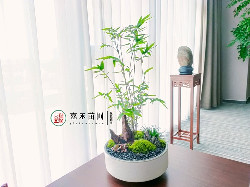 花卉綠植租賃服務(wù)質(zhì)量保證|西安嘉禾苗圃