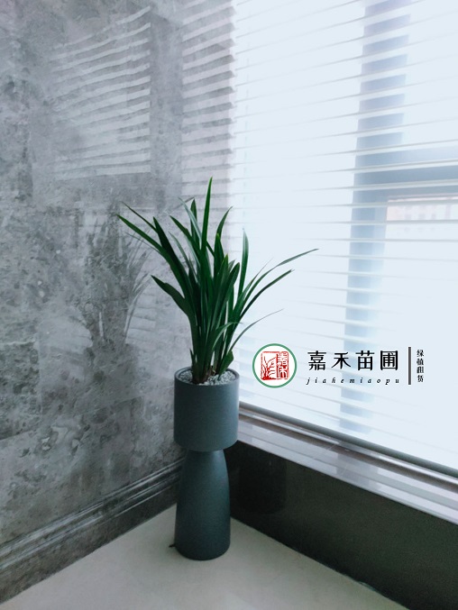 花卉租擺綠植租賃服務(wù)質(zhì)量|西安嘉禾苗圃