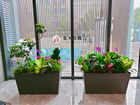 西安綠植租賃室內(nèi)綠植|西安嘉禾苗圃