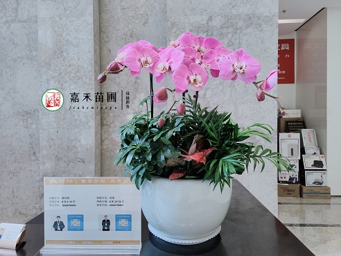 西安綠植租賃公司|西安嘉禾苗圃 西安綠植租賃公司|西安嘉禾苗圃