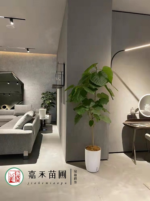 西安綠植租擺方案|西安嘉禾苗圃 西安綠植租擺方案|西安嘉禾苗圃