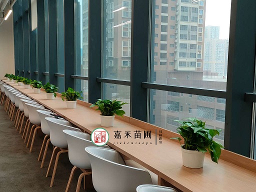 西安綠植租賃公司|西安嘉禾苗圃