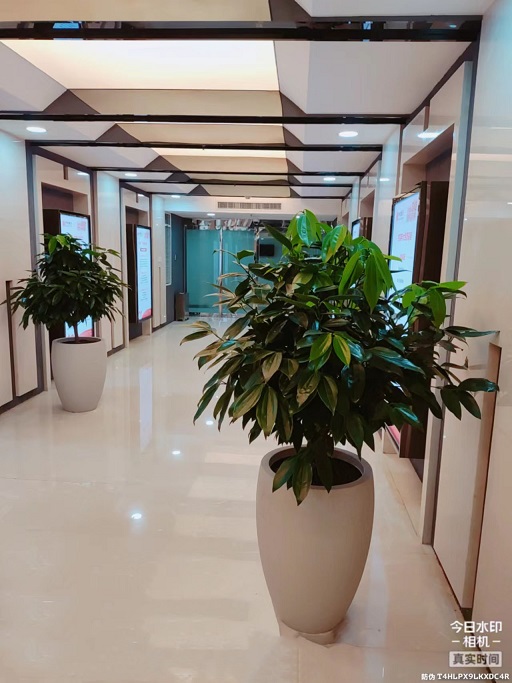 西安綠植租賃植物|西安嘉禾苗圃