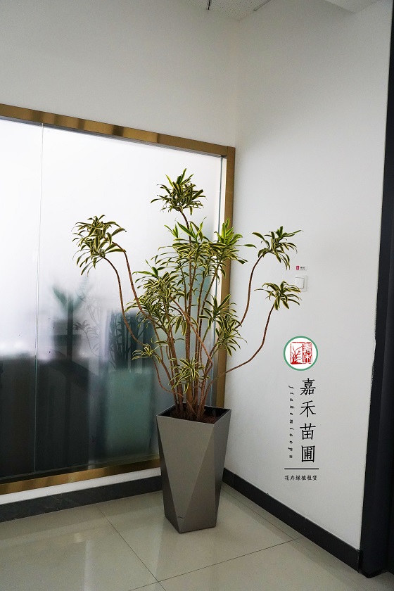 西安植物租賃報價|15202909185西安嘉禾苗圃