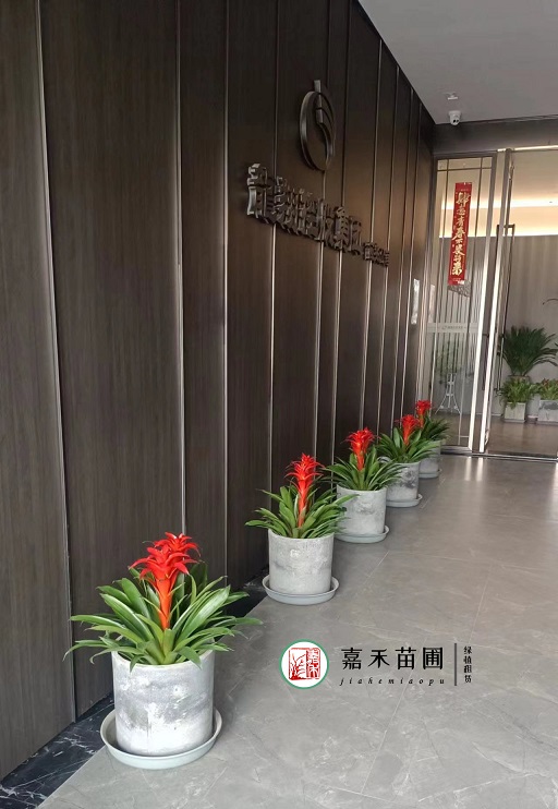 西安綠植租賃電話|15202909185西安嘉禾苗圃