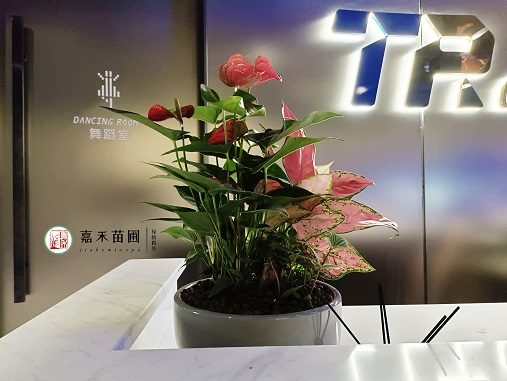 西安辦公室花卉租擺|西安嘉禾苗圃