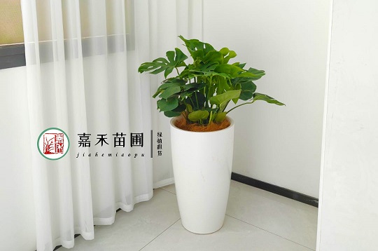 西安花卉租擺|龜背竹養(yǎng)護