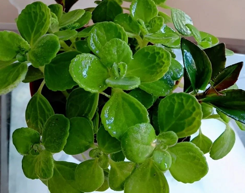 碰碰香的養(yǎng)護方法|西安嘉禾苗圃綠植租擺