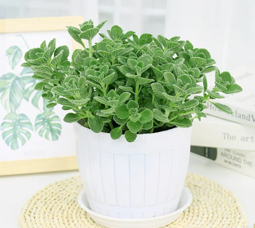 碰碰香的養(yǎng)護知識|西安嘉禾苗圃綠植租賃