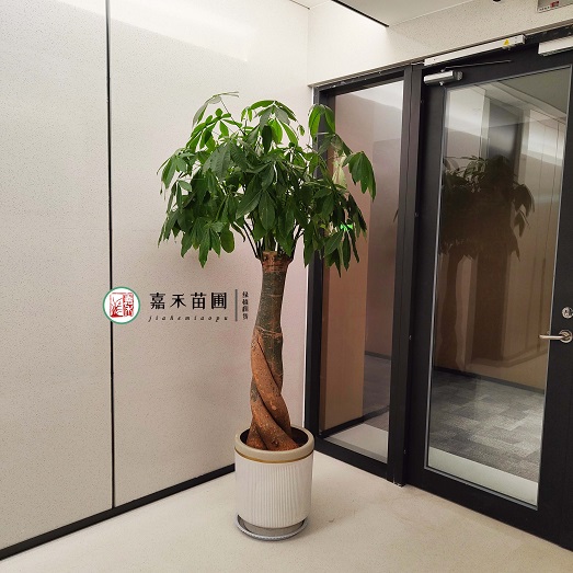 西安綠植租擺電話|15202909185西安嘉禾苗圃