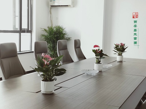 西安酒店綠植租賃公司|西安嘉禾苗圃