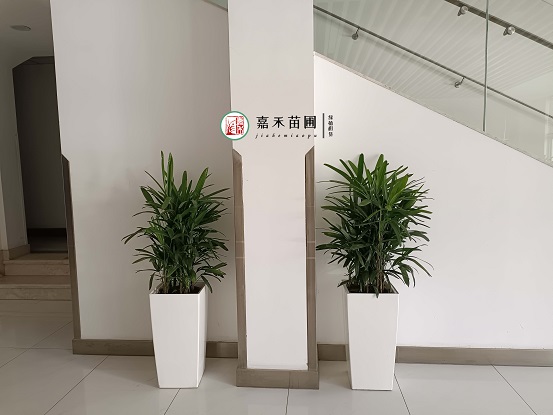 西安醫(yī)院綠植租賃|西安嘉禾苗圃