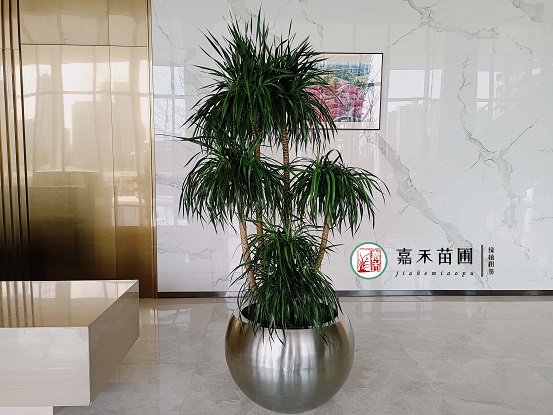 西安花卉租擺公司|西安嘉禾苗圃