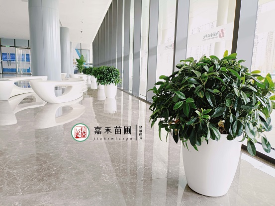 西安花卉租擺價格|西安嘉禾苗圃