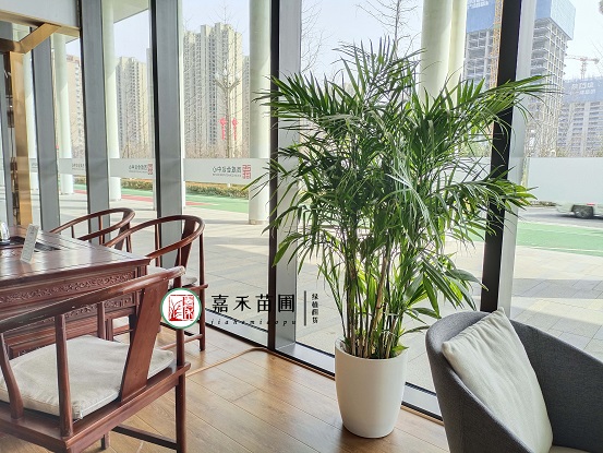 西安花卉租擺圖片|西安嘉禾苗圃