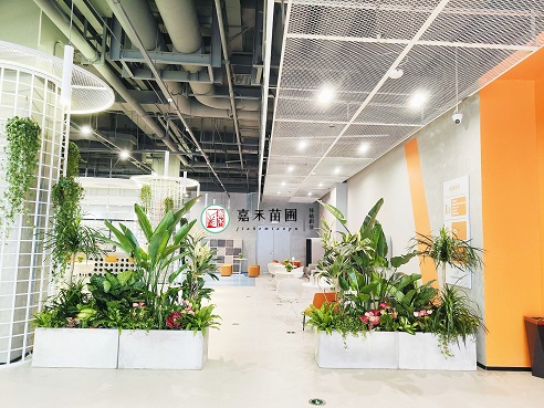 西安花卉租賃公司|西安嘉禾苗圃